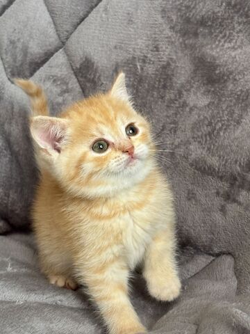 BKH Kater in gold