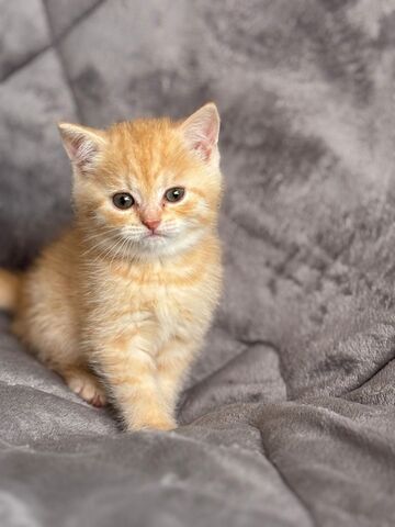 BKH Kater in gold
