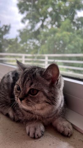 Katzenbaby weibliche Kätzchen Mix-Kitten BKH Perser