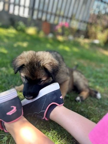 Deutsche Schäferhund Hündinnen (Langstock) – SV-Leistungszucht mit Papieren – abzugeben