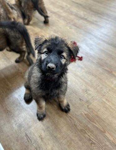 Deutsche Schäferhund Hündinnen (Langstock) – SV-Leistungszucht mit Papieren – abzugeben