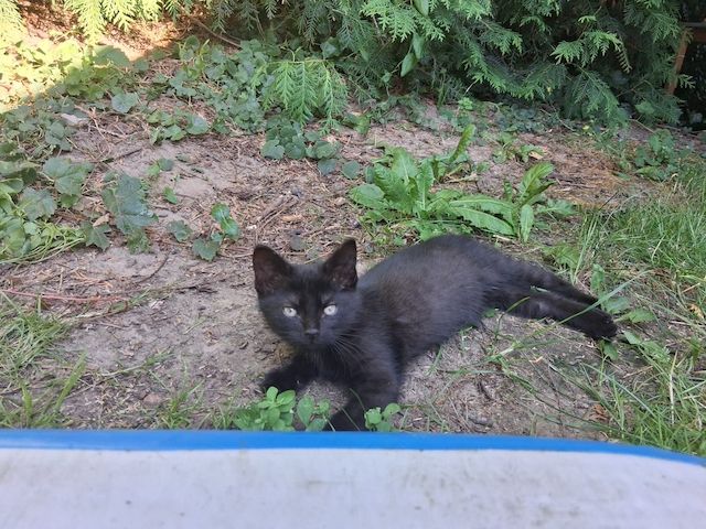Zwei schwarze Katzenmädchen