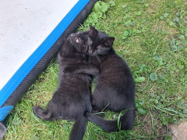 Zwei schwarze Katzenmädchen
