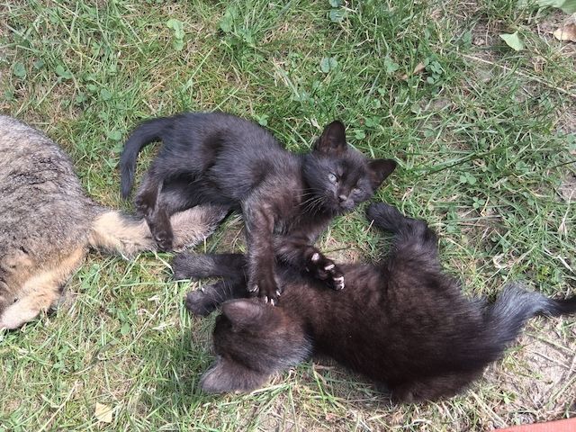 Zwei schwarze Katzenmädchen
