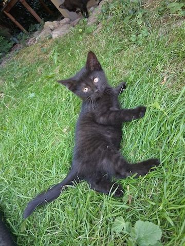 Zwei schwarze Katzenmädchen