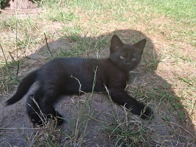 Zwei schwarze Katzenmädchen