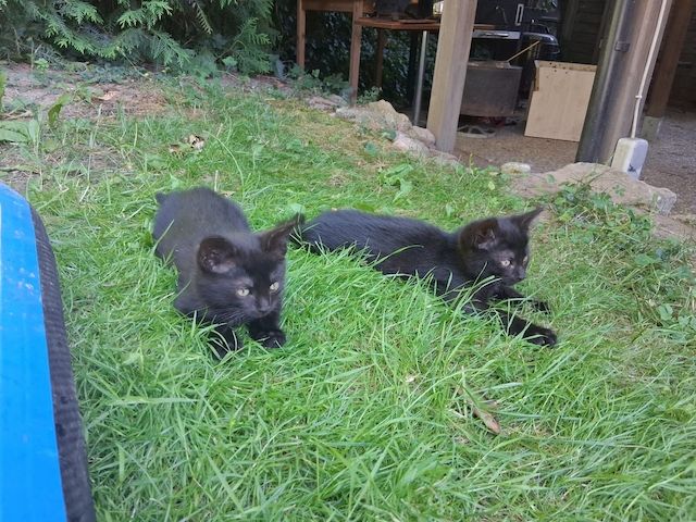 Zwei schwarze Katzenmädchen