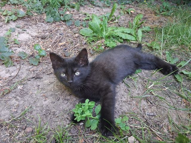 Zwei schwarze Katzenmädchen