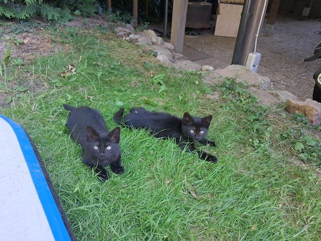 Zwei schwarze Katzenmädchen