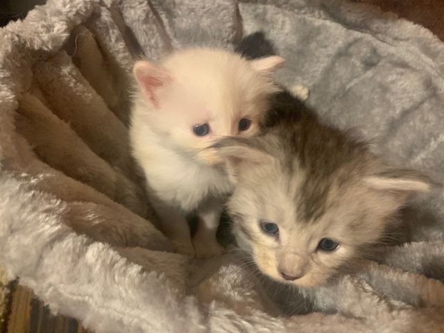 Reinrassige Main Coon Kitten