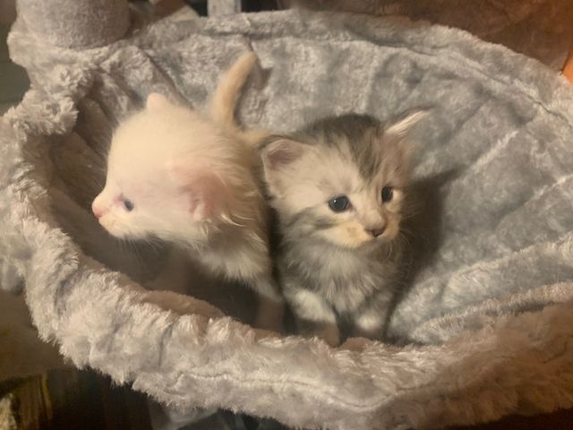 Reinrassige Main Coon Kitten
