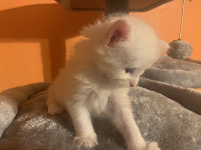 Reinrassige Main Coon Kitten