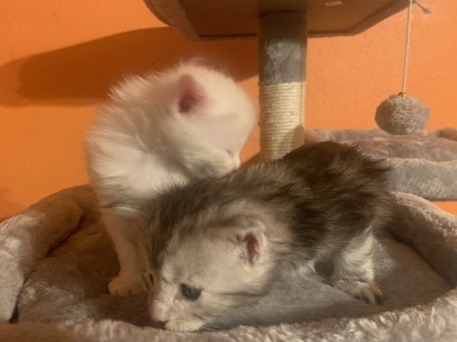 Reinrassige Main Coon Kitten