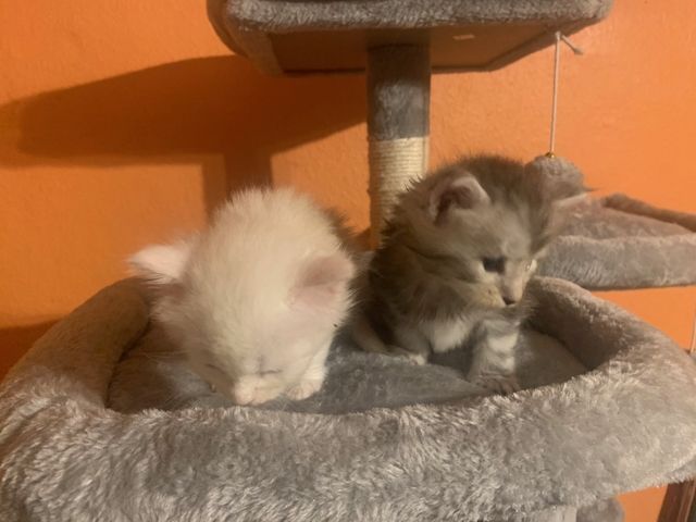 Reinrassige Main Coon Kitten