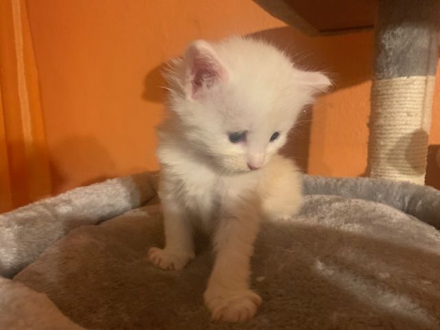 Reinrassige Main Coon Kitten