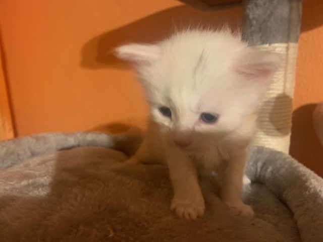 Reinrassige Main Coon Kitten