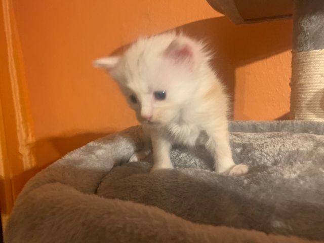 Reinrassige Main Coon Kitten