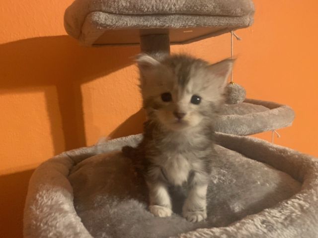 Reinrassige Main Coon Kitten