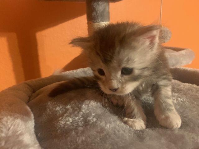 Reinrassige Main Coon Kitten