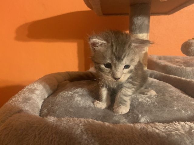 Reinrassige Main Coon Kitten