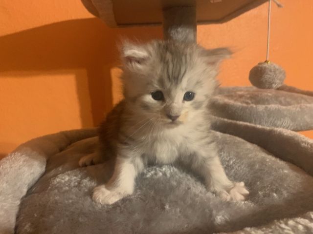 Reinrassige Main Coon Kitten
