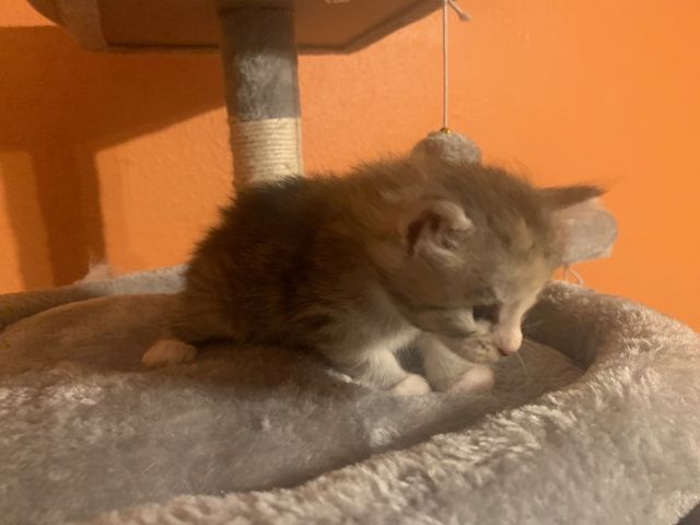 Reinrassige Main Coon Kitten