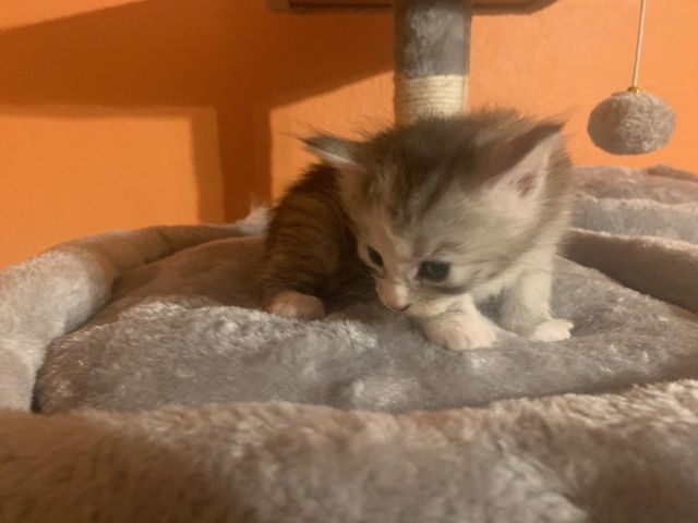 Reinrassige Main Coon Kitten