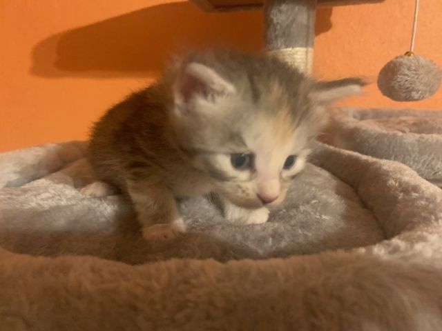 Reinrassige Main Coon Kitten