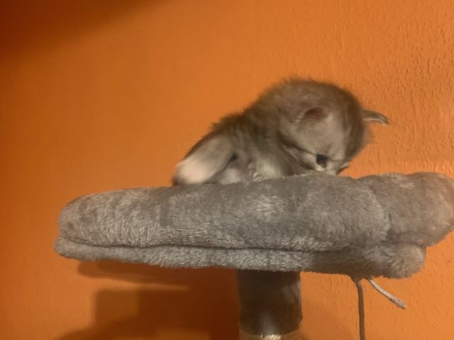Reinrassige Main Coon Kitten
