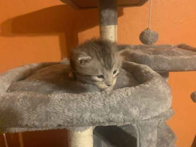 Reinrassige Main Coon Kitten