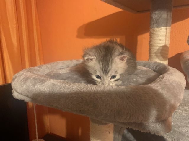 Reinrassige Main Coon Kitten