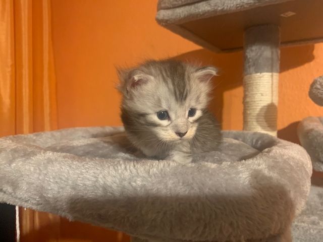 Reinrassige Main Coon Kitten
