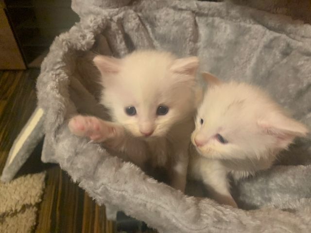 Reinrassige Main Coon Kitten