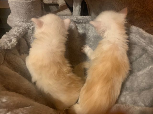 Reinrassige Main Coon Kitten