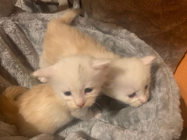 Reinrassige Main Coon Kitten