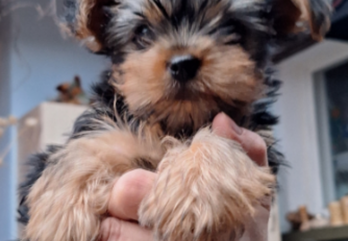 Yorki Welpen weiblich 10 Wochen o.P.