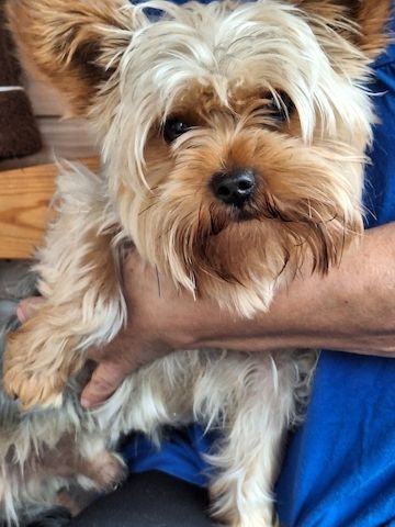 Yorki Welpen weiblich 10 Wochen o.P.