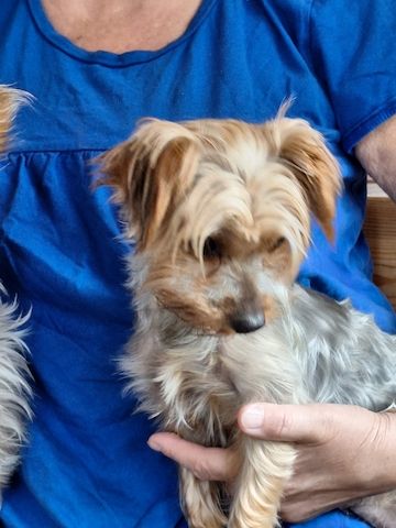 Yorki Welpen weiblich 10 Wochen o.P.