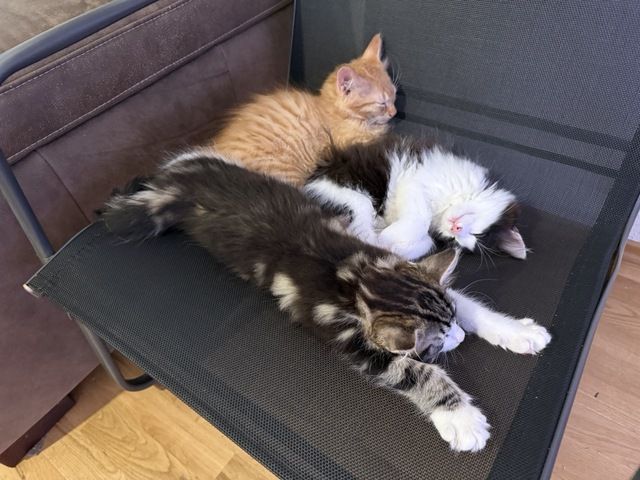 Kätzchen, Kater, Kitten, Maine Coon-Mix