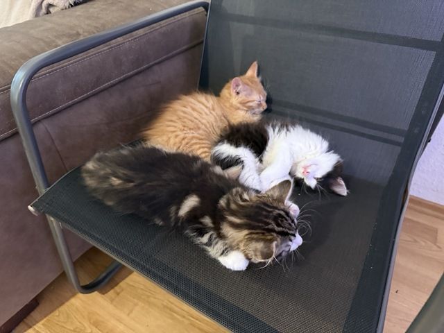 Kätzchen, Kater, Kitten, Maine Coon-Mix