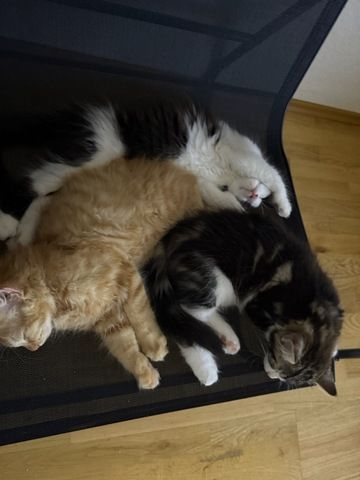 Kätzchen, Kater, Kitten, Maine Coon-Mix
