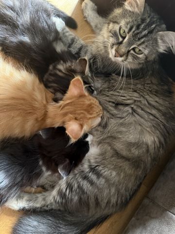 Kätzchen, Kater, Kitten, Maine Coon-Mix