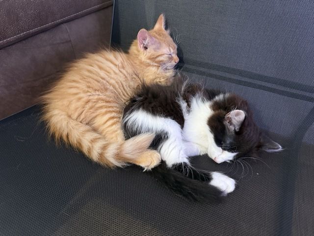 Kätzchen, Kater, Kitten, Maine Coon-Mix