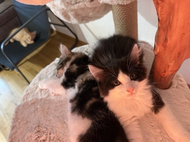 Kätzchen, Kater, Kitten, Maine Coon-Mix
