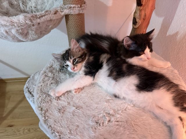 Kätzchen, Kater, Kitten, Maine Coon-Mix