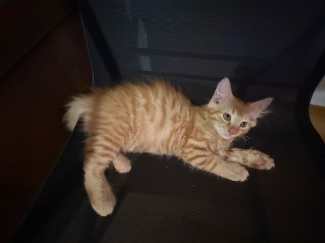 Kätzchen, Kater, Kitten, Maine Coon-Mix