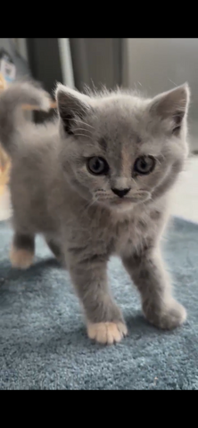 Bkh kitten abzugeben