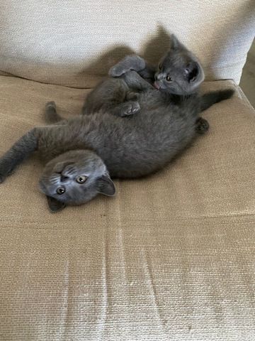 Britisch Kurzhaar Kitten Reinrassig (BKH)