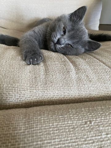 Britisch Kurzhaar Kitten Reinrassig (BKH)