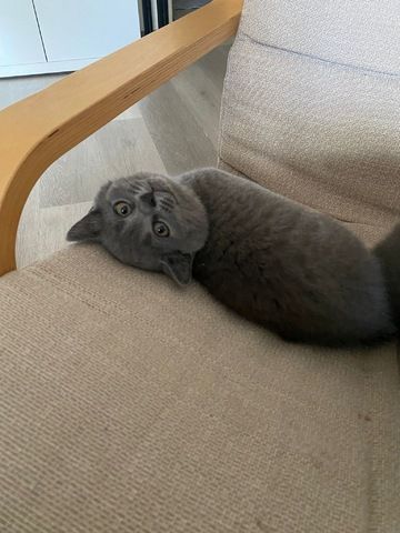 Britisch Kurzhaar Kitten Reinrassig (BKH)